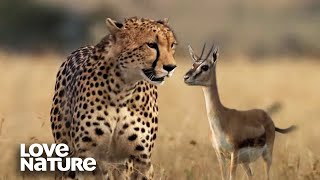 Cheetah Hunts Newborn Gazelle to Feed Cubs  Love Nature [upl. by Kask]