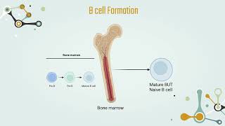 Adaptive vs Innate immunity amp B and T Lymphocytes  Chapter 5 T cell activation Part 2 [upl. by Mcmaster]