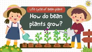 Life Cycle of a Bean Plant [upl. by Bryce]