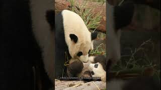 6 interesting facts about Pandas [upl. by Oicnecserc]