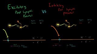 Excitatory vs Inhibitory Neurotransmitters and Post Synaptic Potentials Triggering Action Potentials [upl. by Joela960]