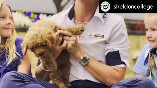 Sheldon College new therapy dog Alfie the Cavoodle [upl. by Nileek]