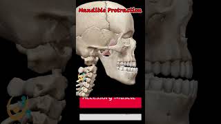 Movements of Mandible Anatomy 3D Animation shorts medical anatomy trending [upl. by Eneleuqcaj]