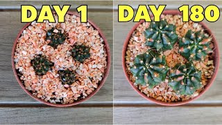 How To Remove and Propagate Gymnocalycium Variegated Offsets EASY amp FAST [upl. by Ettennig]