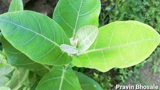 Calotropis procera  Xerophytic adaptations  Practical  Spotting Maharashtra Board [upl. by Eadith]