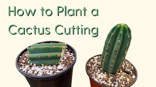 How to Plant a Cactus Cutting 101 [upl. by Rhody641]