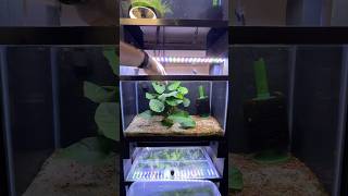 Resetting a tank for a very special NATIVE nano fish a friend gave me What do you think it may be [upl. by Yelkao]