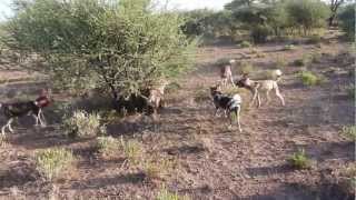 Wild Dogs Fight Hyena for food [upl. by Gawen67]