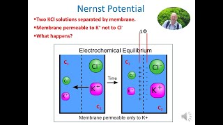 Concentration cells Nernst Potential and Donnan equilibrium [upl. by Adelind]