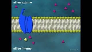 la perméabilité de la membrane plasmique [upl. by Ekoorb]