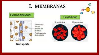 Membranas y receptores [upl. by Avilo]