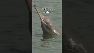 Gangetic River Dolphin Indias Aquatic Jewel [upl. by Doxia806]