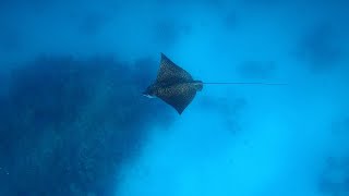 Freediving explore House Reef with shark turtle eagle ray at Wadi Lahmy Azur Resort Marsa Alam Egypt [upl. by Eizzil711]