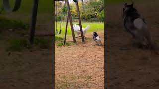 rurallife maremma maremmasheepdog sheepdog husky play dogs nature [upl. by Merril]