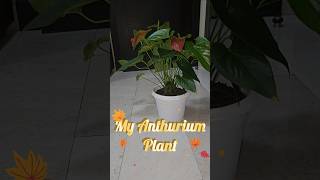 Common Problem in anthurium plants plantcare ytshorts shorts viralshorts gardeningmistakes [upl. by Hedveh]