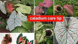 how to take care of a caladium plant [upl. by Suiramed]