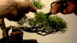 DansBonsai  Pinzatura di un ginepro [upl. by Mapes850]