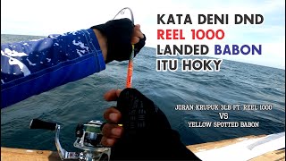 TRIDENTECH ft CAPUNG 622 VS YELLOW SPOTTED TREVALLY BABON  extreme ULTRA LIGHT JIGGING [upl. by Arihs]