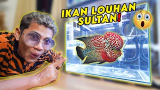 WOW KITA BELI IKAN LOUHAN SULTAN KAGET LIAT HARGANYA [upl. by Elamef]