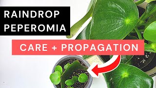 Peperomia Polybotrya Care  Propagation amp 3month result  Raindrop peperomia Coin leaf peperomia [upl. by Ramirol769]