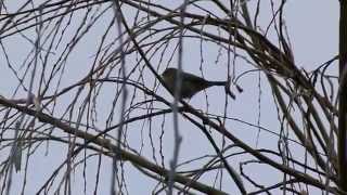 Siberian Chiffchaff song [upl. by Rodmann]