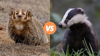 American Badger Vs European badger [upl. by Feltie4]