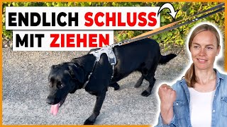 Leinenführigkeit Praxis – 4 Tipps für den Spaziergang mit Hund [upl. by Alf643]