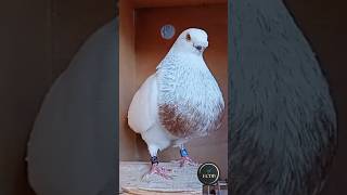 Buchón Rafeño EL REY DE LA SEDUCCIÓN 😍👑 Palomos de Juanka Reyes pigeon palomeros buchones [upl. by Llednahs]