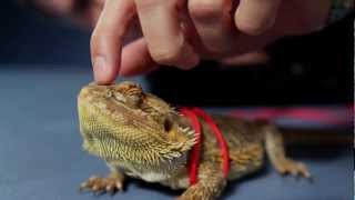 quotThe Juicequot  Bearded Dragon  A Story from Petco [upl. by Lazarus]