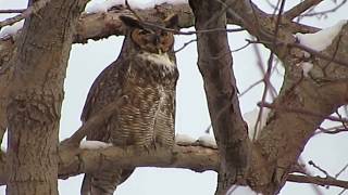 Great Horned Owl hooting [upl. by Latsyrd]