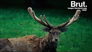 Comment le bois des cerfs tombe et repousse [upl. by Adirf]