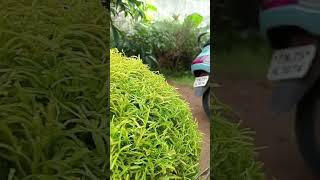 Aralia plant cutting [upl. by Hapte]