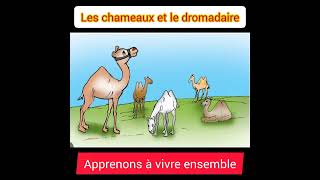 Les chameaux et le dromadaire5ème année primairemodule 2 [upl. by Eninnaej]