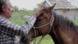 Rediscovering the healing power of horses [upl. by Willock]