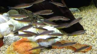 Cyprichromis Leptosoma Jumbo Tricolor Blackfin collected at Chaitika Zambia [upl. by Marlee903]