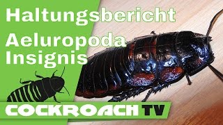 Haltungsbericht Aeluropoda insignis [upl. by Einahpehs]