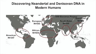 Tales of Human History Told by Neandertal and Denisovan DNA That Persist in Modern Humans [upl. by Hyacintha438]