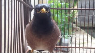 Common myna bird song Indian myna sound  mynah singing BirdSounds [upl. by Tooley833]