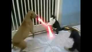 Jedi Cat with lightsabers  Fights off Dogs [upl. by Cayla]