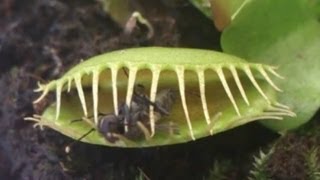 Predator plant devours a fly  Растениехищник сжирает муху [upl. by Nevetse]