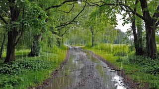 Feel Peace with Heavy Rain Sound in the Middle of Nature Suitable for Sleep and Study [upl. by Leonardo]