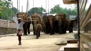 Pinnawala the March of the Elephants [upl. by Veedis952]