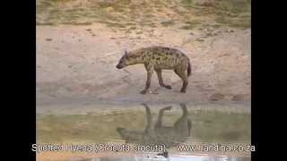 Spotted Hyena on Safari in Kruger Park [upl. by Perren374]