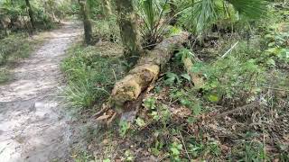 Water in Woods amp Pine Tree Fell with Hurricane Milton at Barr Street Little Big Econ State Forest [upl. by Dempsey]