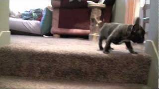 French Bulldog Abercromby stair problemfunny [upl. by Alyn]