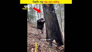 বিজলি পড়া গাছ কেন কাটছে  শিক্ষার পথ shorts facts [upl. by Ahsiram]