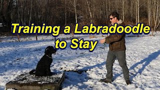 How to Teach a Labradoodle to Stay [upl. by Elicul587]