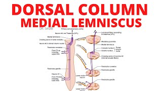 Medial Longitudinal Fasciculus Pathway [upl. by Autum904]