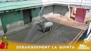 Débarquement des toros de La Quinta  Madeleine 2018  Mont de Marsan [upl. by Reffinej]