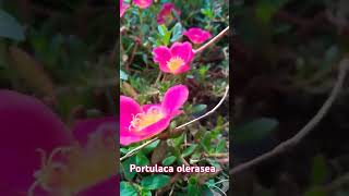 portulaca oleraceaflowersits other name isTen Oclock plant ☘️ [upl. by Denton]